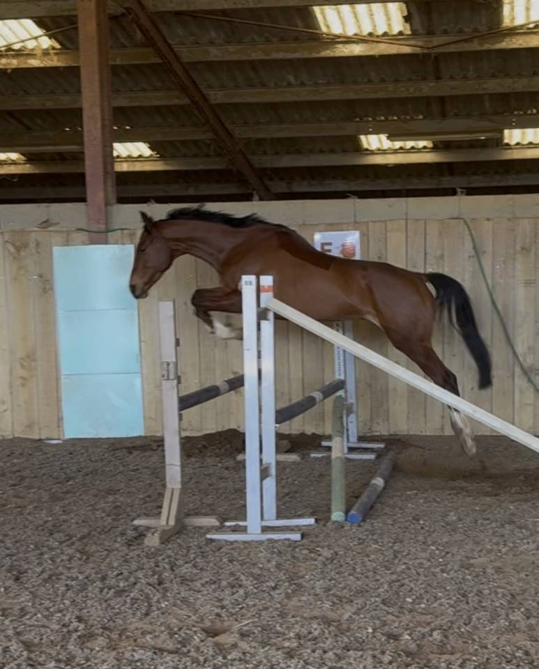 AQPS pour concours et/ou loisirs 