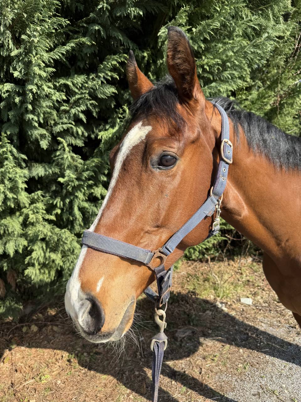 AQPS pour concours et/ou loisirs 