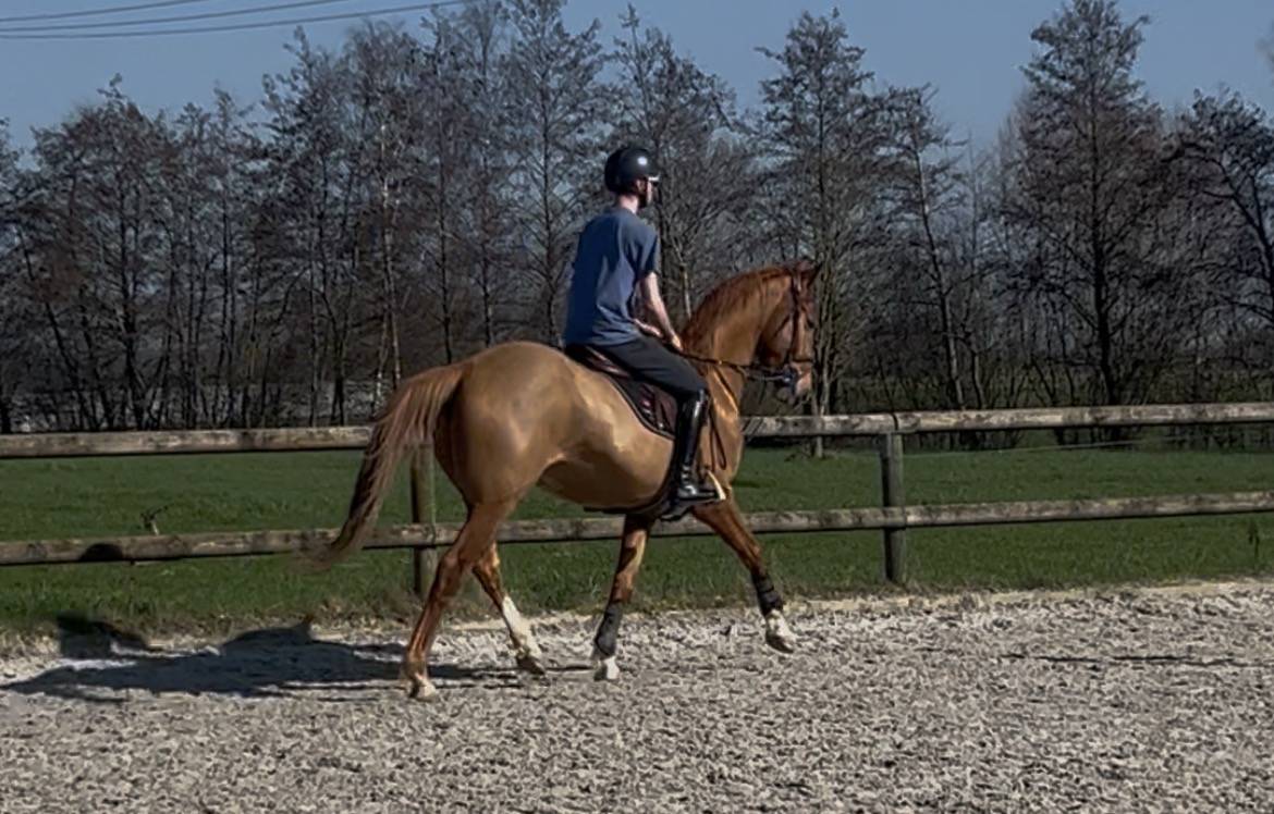 Hongre selle fran&ccedil;ais 5 ans