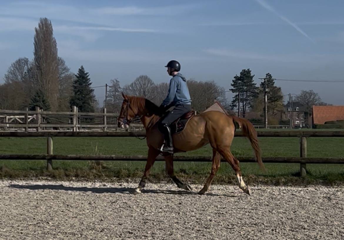 Hongre selle fran&ccedil;ais 5 ans