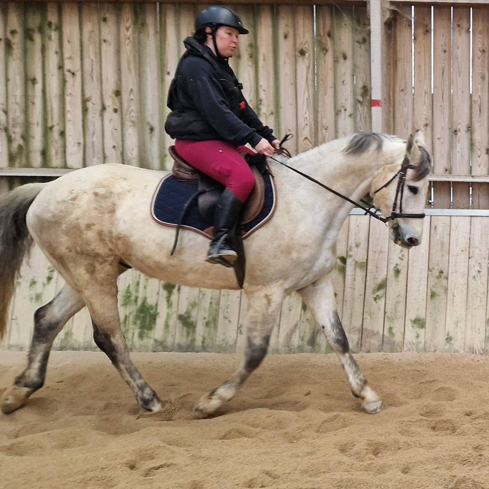 Hongre de 10 ans - Club 1 CSO