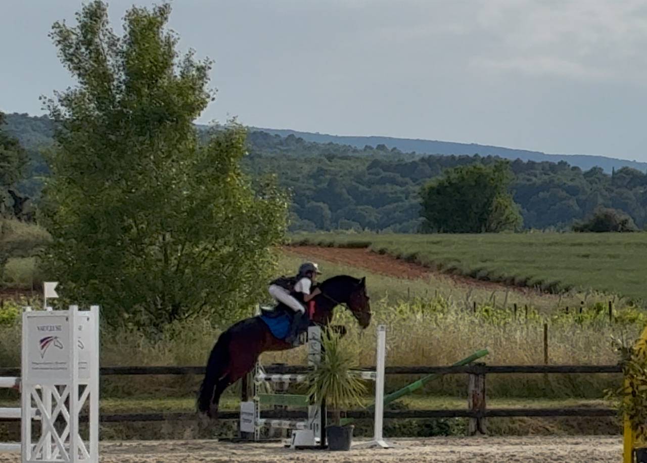 &Agrave; vendre Poney de sport PP NewForest