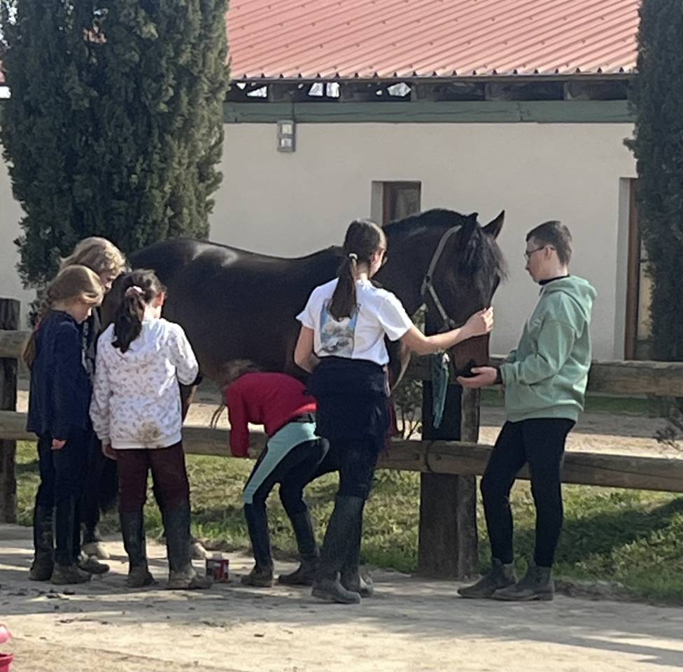 &Agrave; vendre Poney de sport PP NewForest