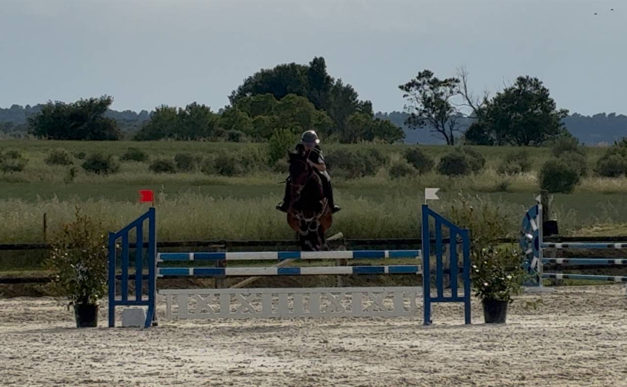 &Agrave; vendre Poney de sport PP NewForest