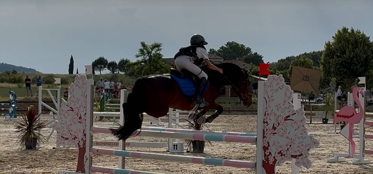 &Agrave; vendre Poney de sport PP NewForest