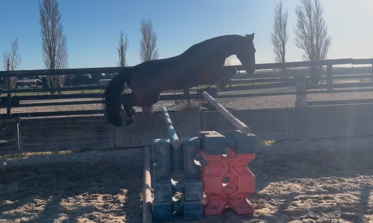 &Agrave; vendre Poney de sport PP NewForest