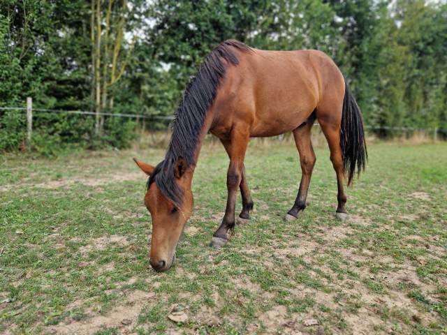 Poulains de 3 &agrave; 1 an