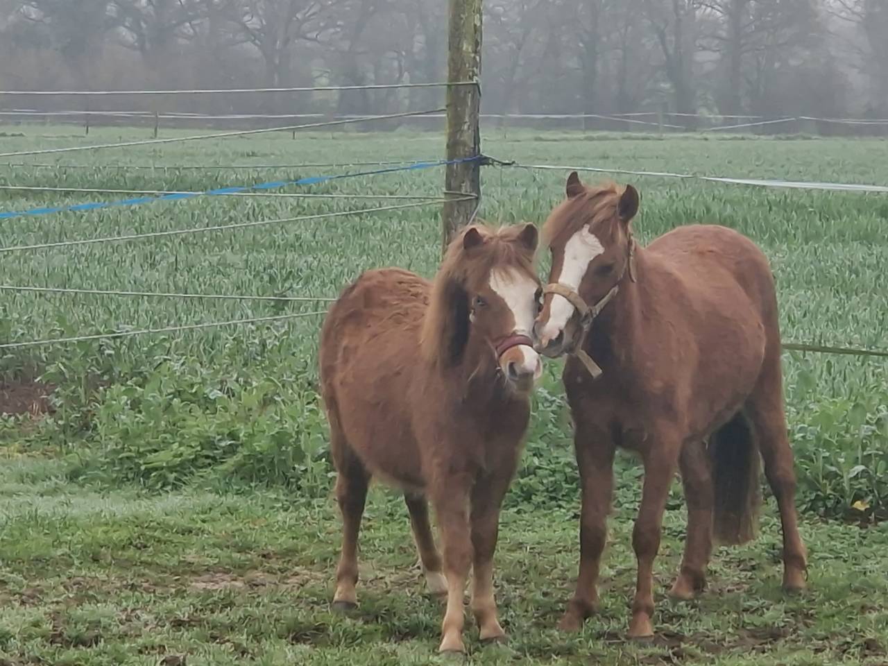 Poulains de 3 &agrave; 1 an
