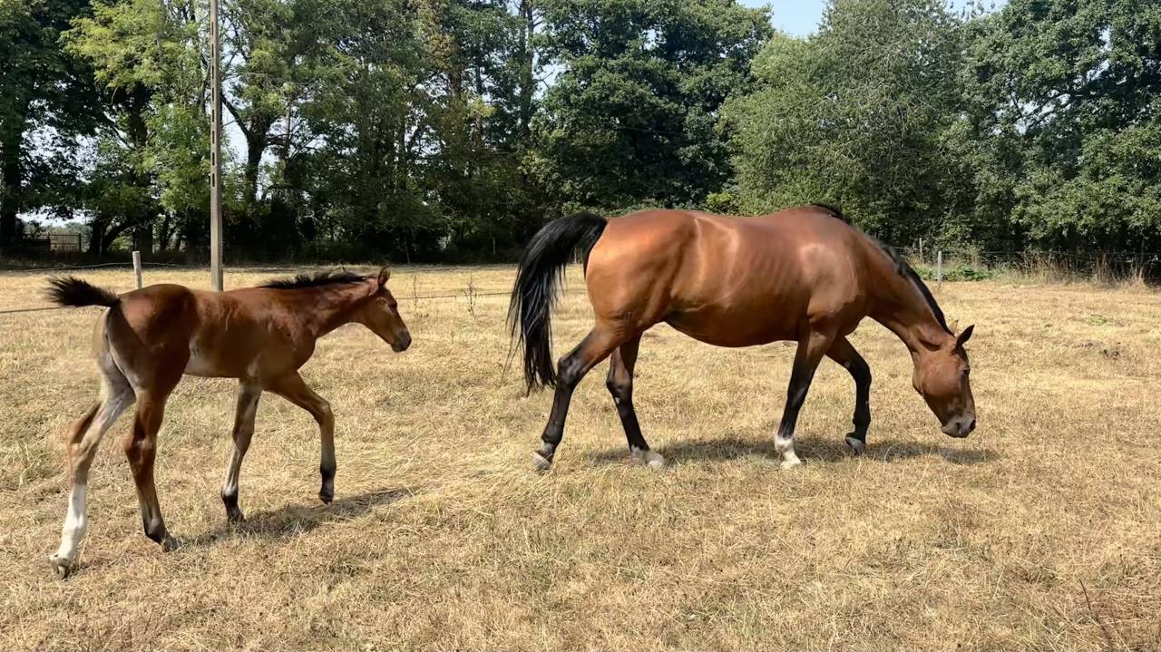 POULINI&Egrave;RE A VENDRE