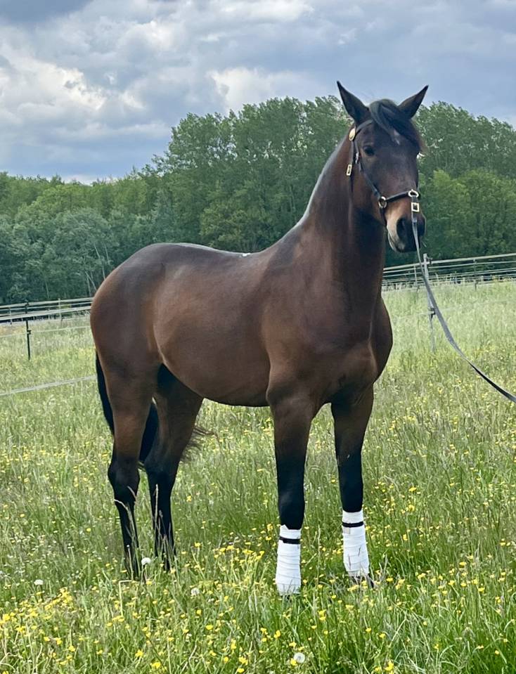 Hongre Ispano Lusitanien d'&eacute;levage