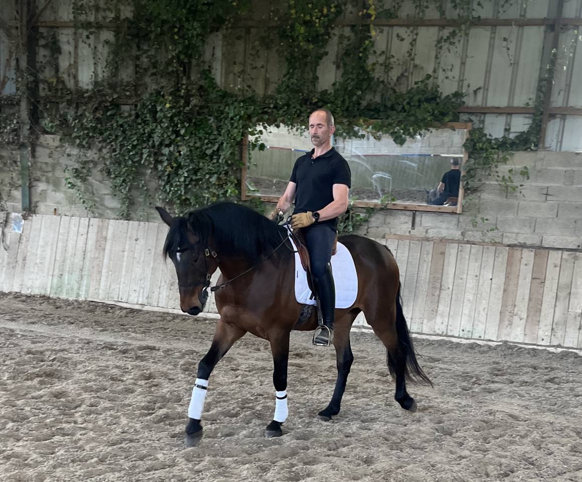 Hongre Ispano Lusitanien d'&eacute;levage