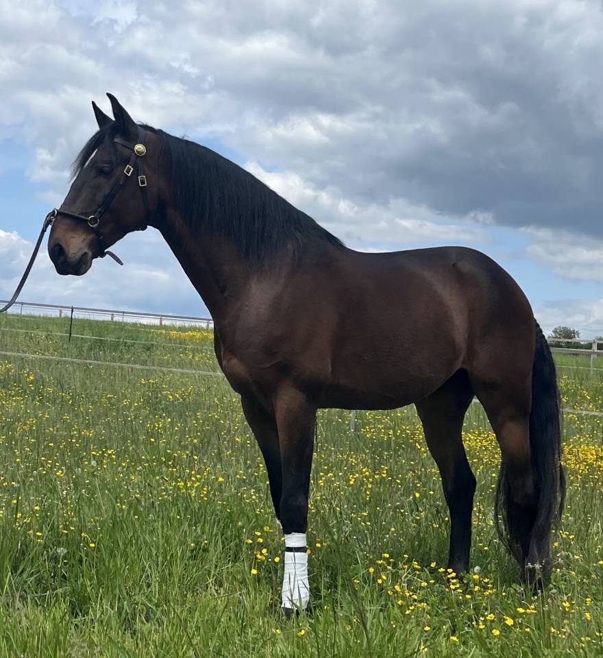 Hongre Ispano Lusitanien d'&eacute;levage