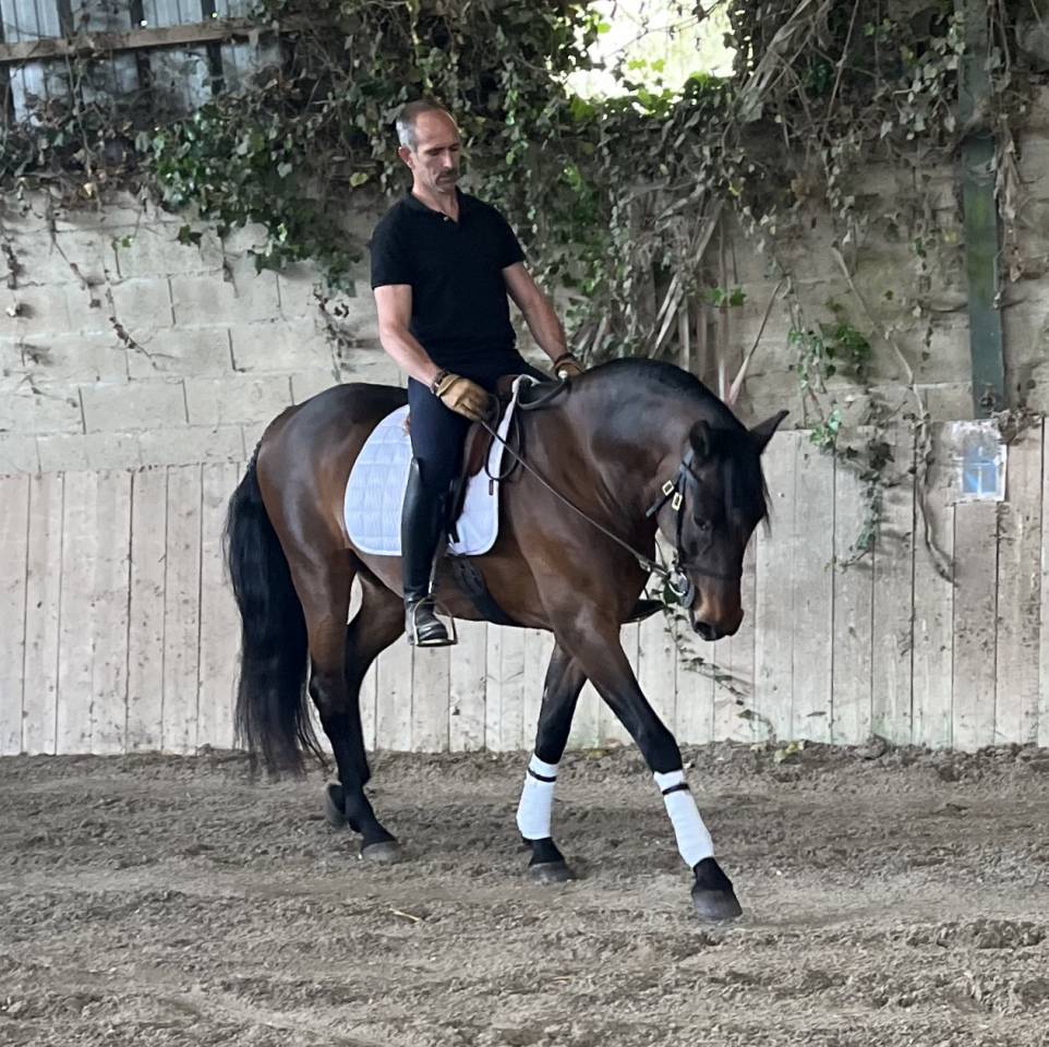 Hongre Ispano Lusitanien d'&eacute;levage