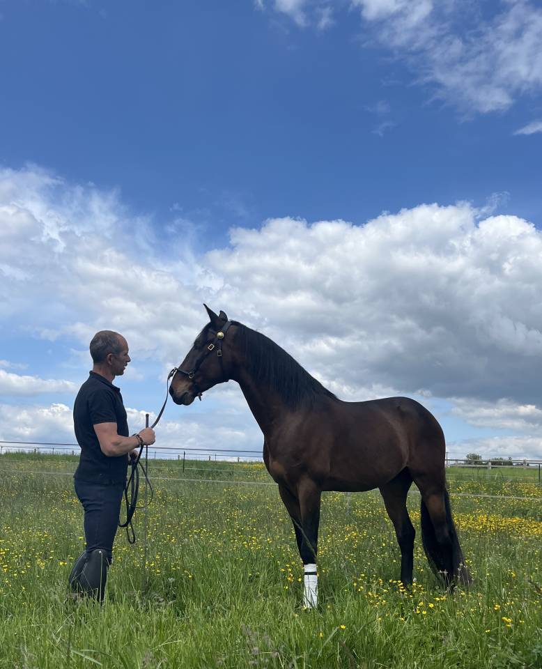 Hongre Ispano Lusitanien d'&eacute;levage