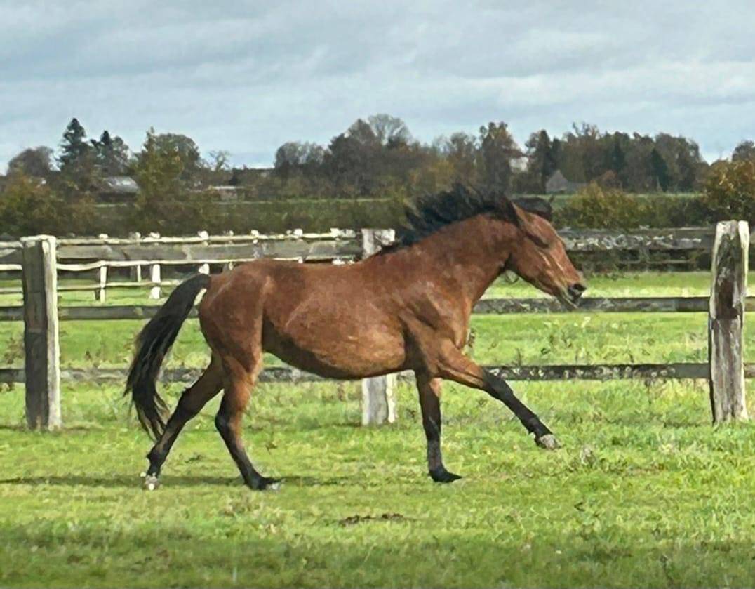 Poney fran&ccedil;ais de selle 3 ans 