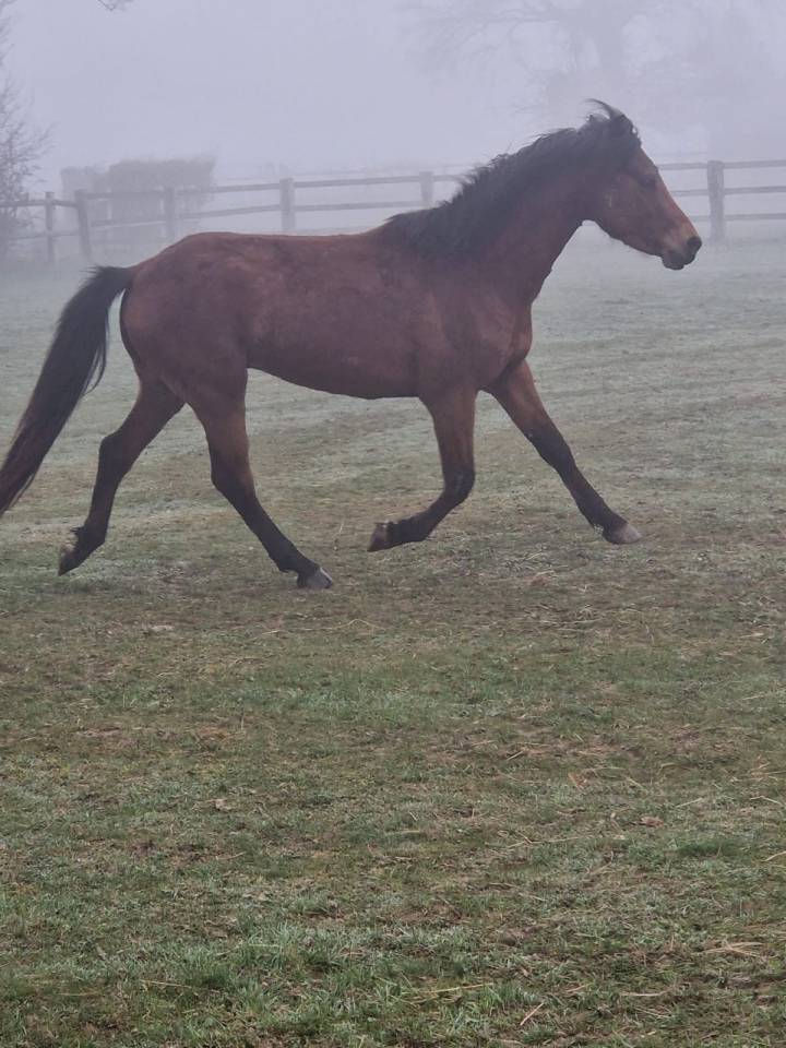 Poney fran&ccedil;ais de selle 3 ans 