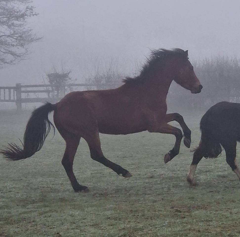 Poney fran&ccedil;ais de selle 3 ans 