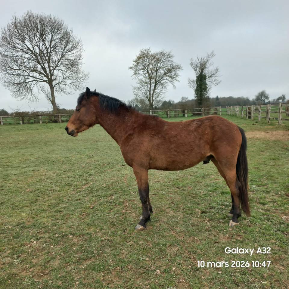 Poney fran&ccedil;ais de selle 3 ans 