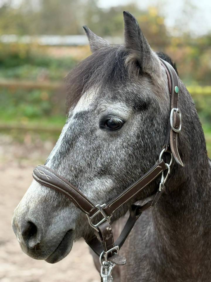 Ponette 5 ans 134 cm pfs 