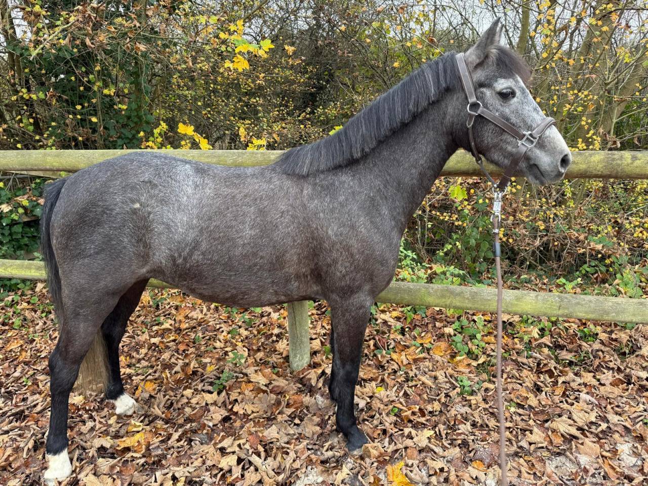 Ponette 5 ans 134 cm pfs 