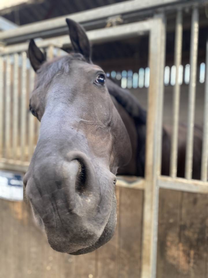 Selle fran&ccedil;ais de 9 ans ! 