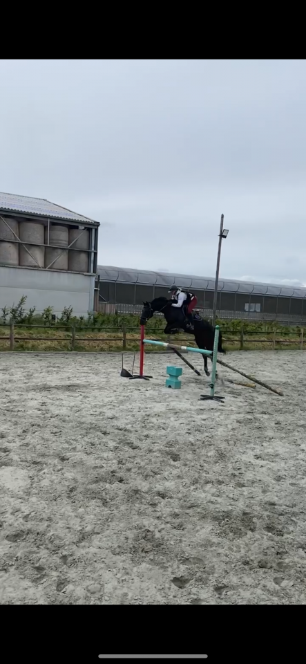 Selle fran&ccedil;ais de 9 ans ! 