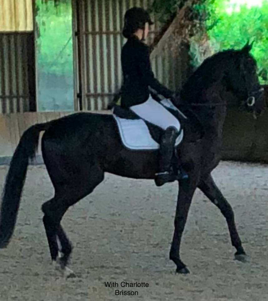 Aydogdy - Saillie &eacute;talon Akhal teke