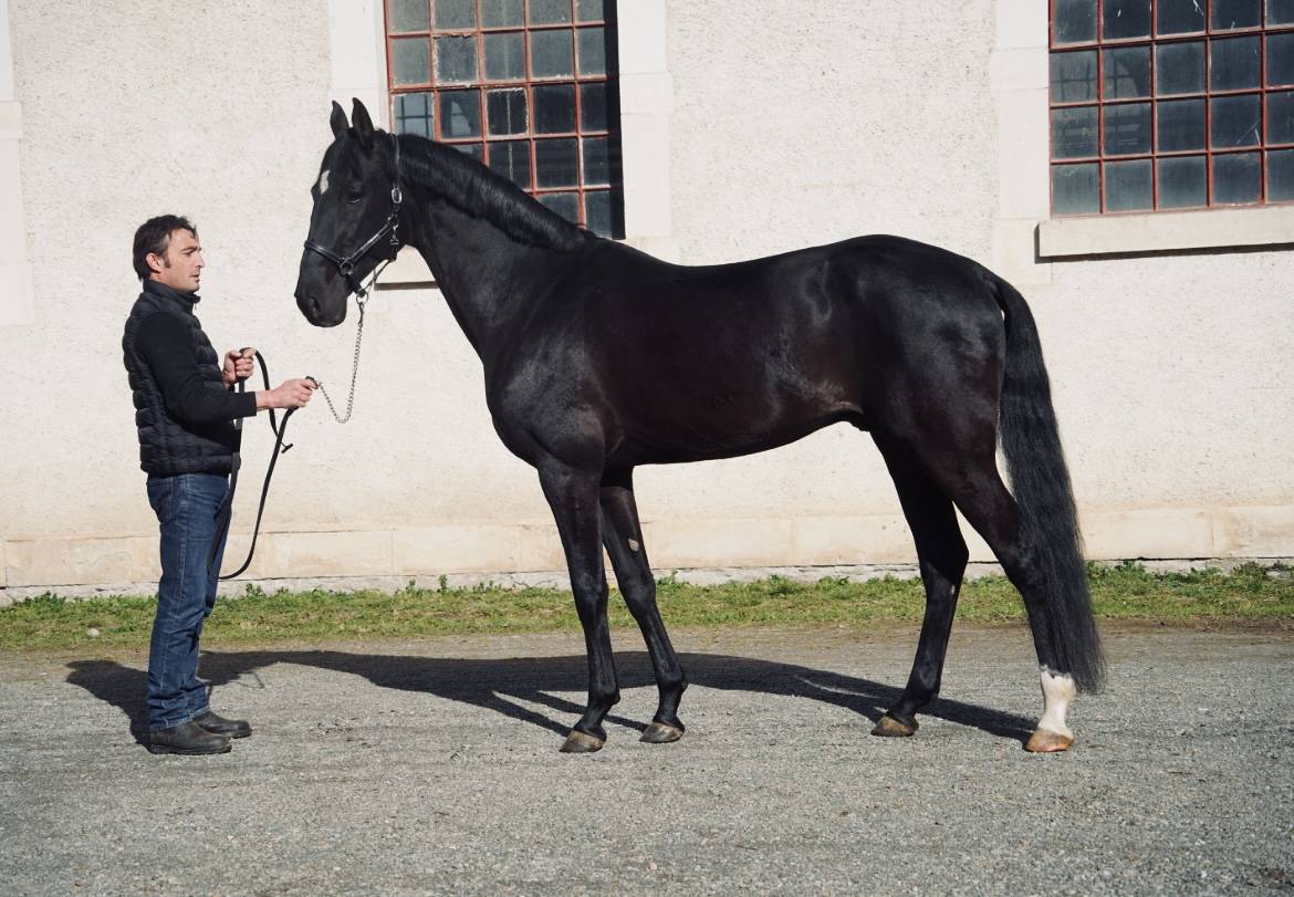 Aydogdy - Saillie &eacute;talon Akhal teke