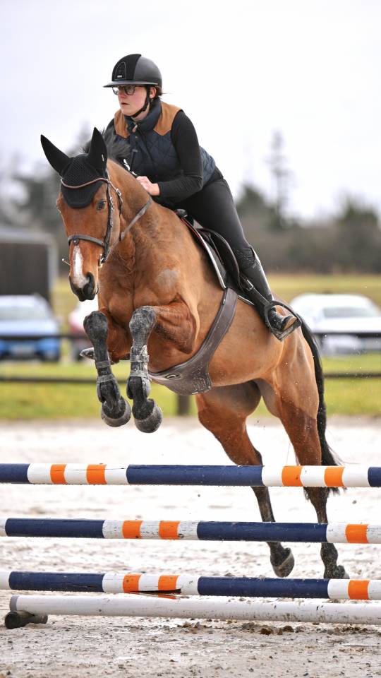 AQPS de 8ans, 165cm (M&egrave;re Selle fran&ccedil;ais)