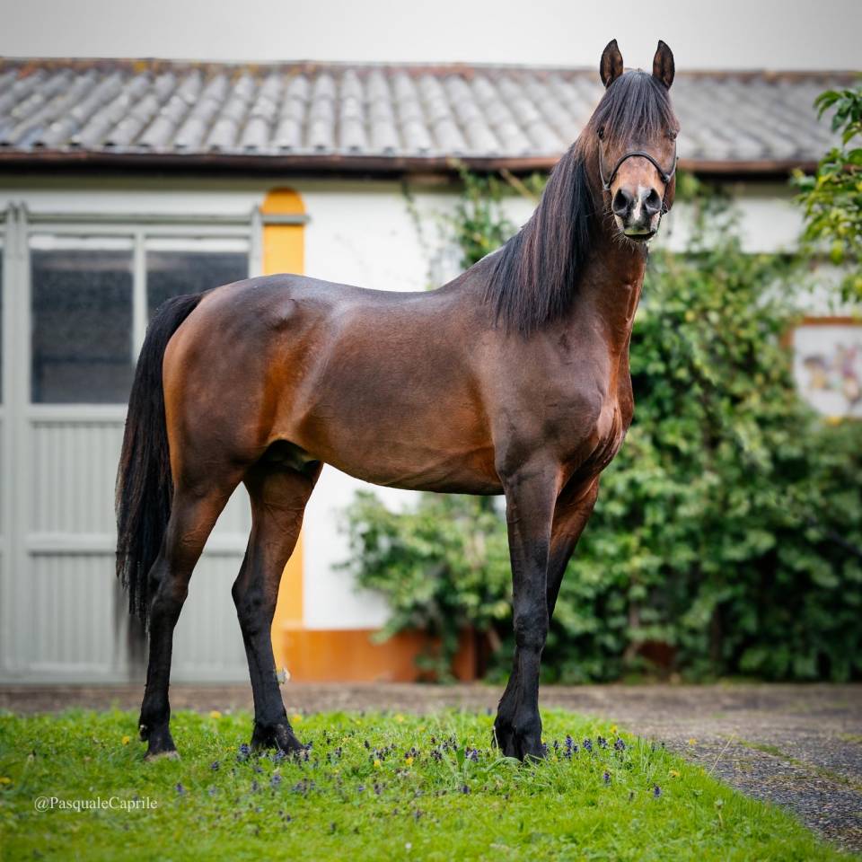 Eminem Mandorlati - Etalon arab origine Australienne 