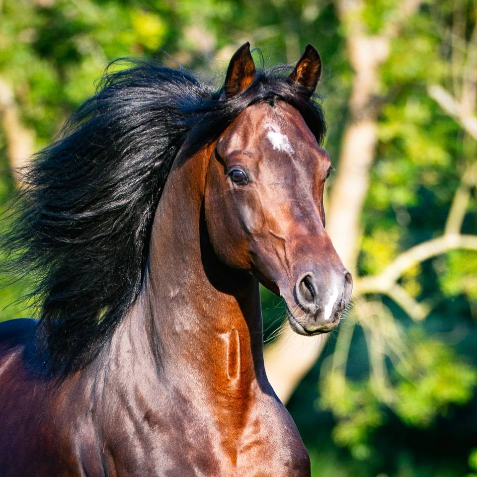 Eminem Mandorlati - Etalon arab origine Australienne 