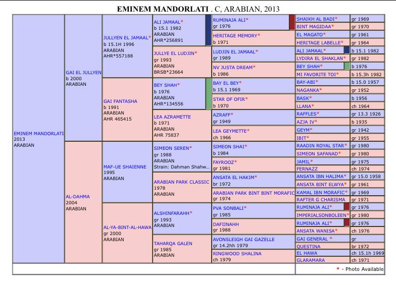 Eminem Mandorlati - Etalon arab origine Australienne 