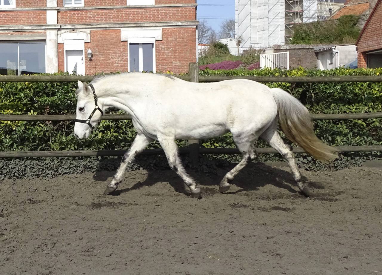 Jument pure race Connemara grise 12 ans