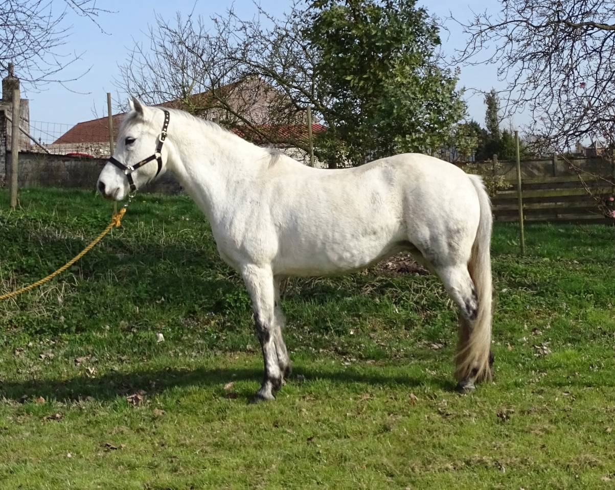 Jument pure race Connemara grise 12 ans