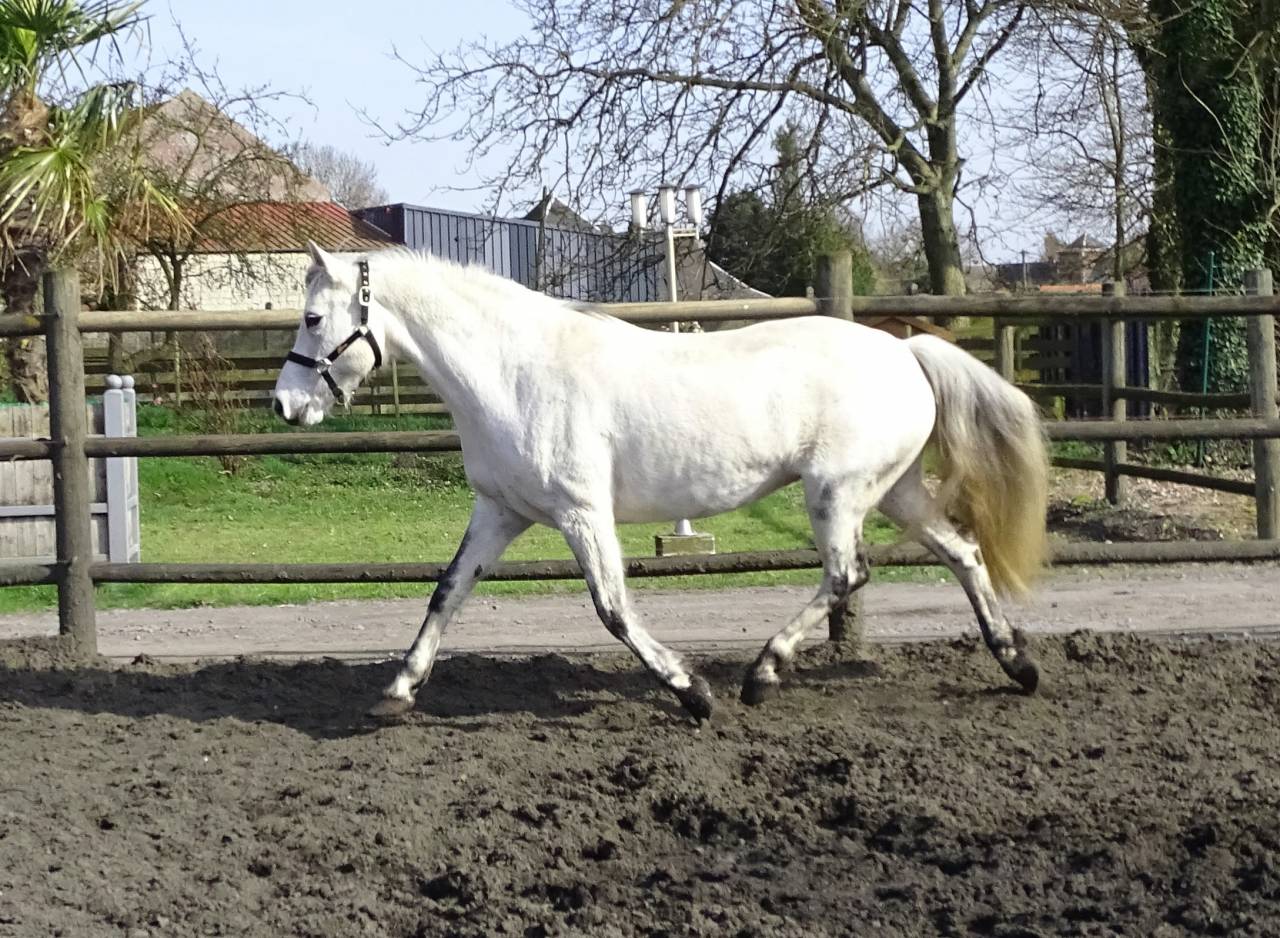 Jument pure race Connemara grise 12 ans