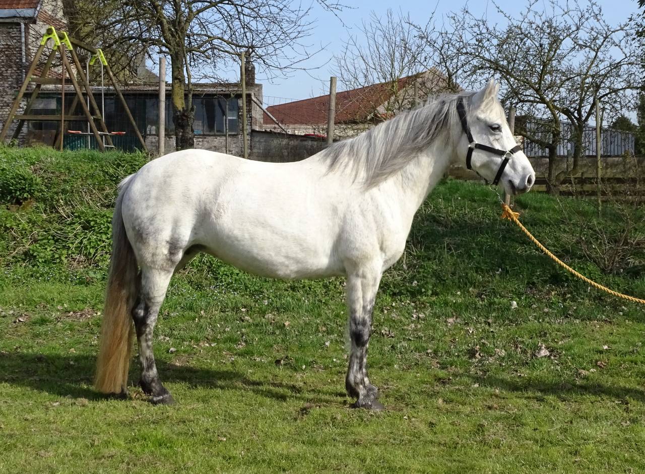 Jument pure race Connemara grise 12 ans