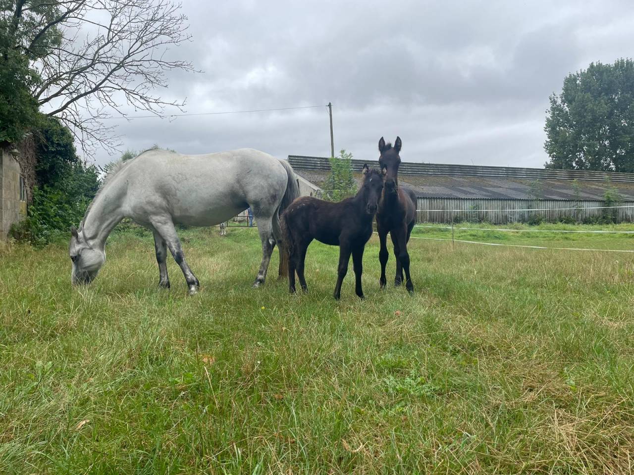 Poulini&egrave;re pure race Connemara grise 12 ans