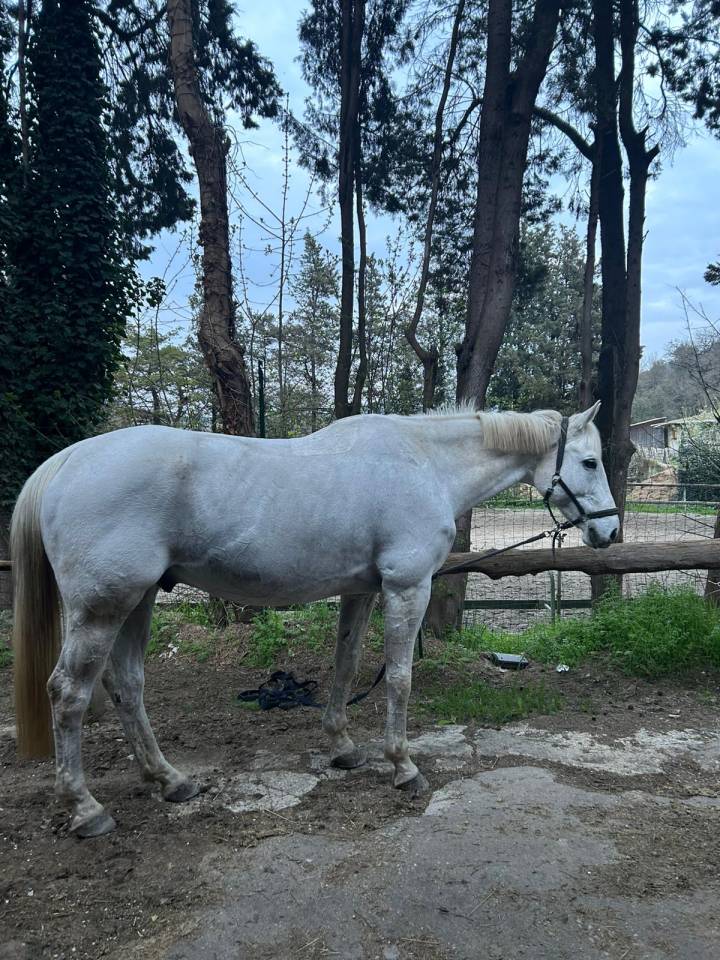 Cheval assurance vie 