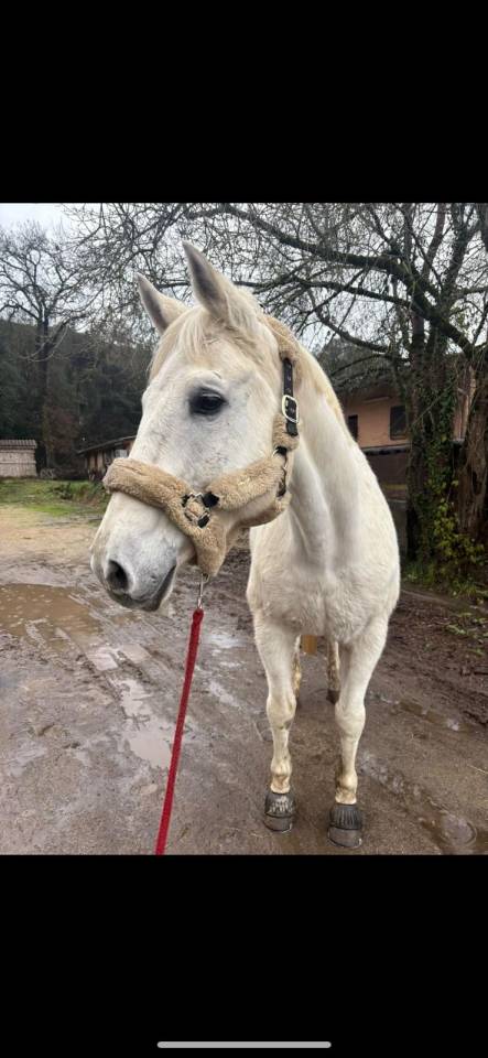 Cheval assurance vie 