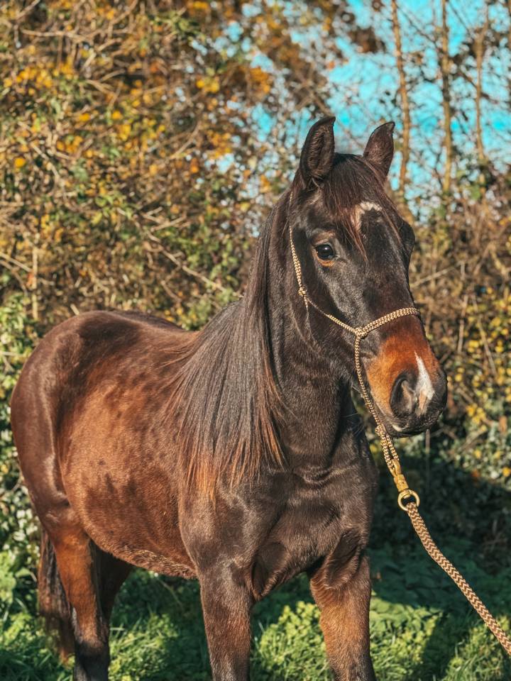 Venezia des Halliers
