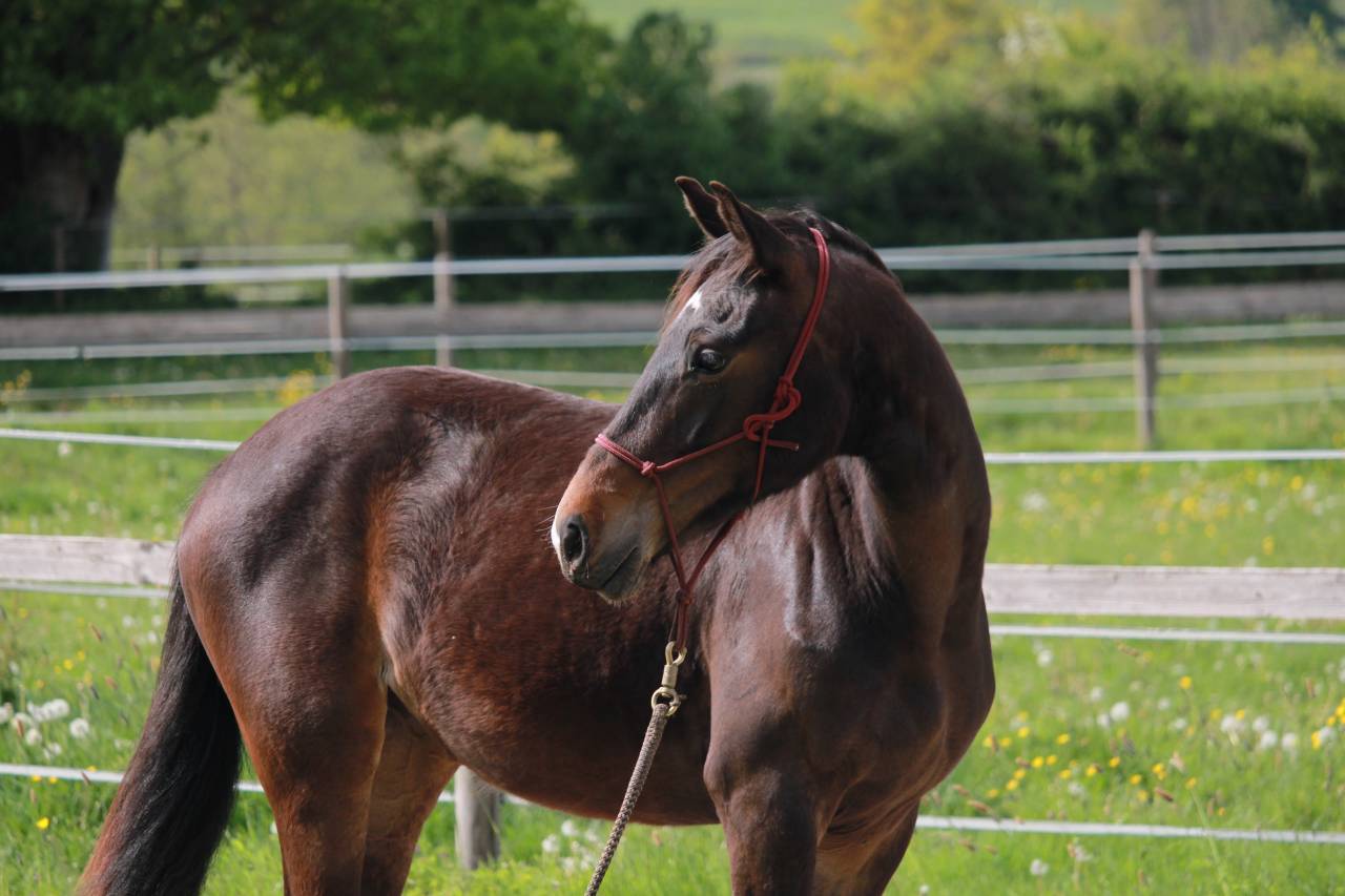 Venezia des Halliers