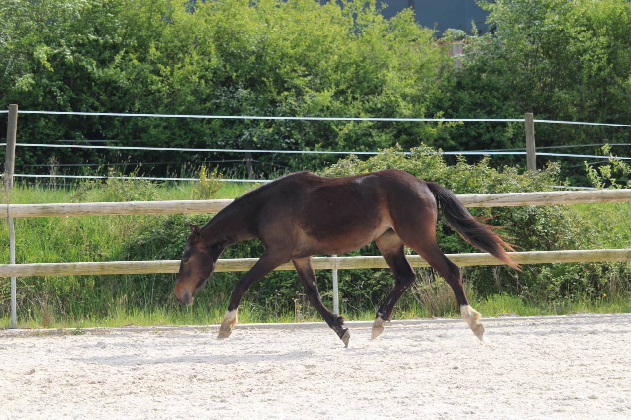 Venezia des Halliers