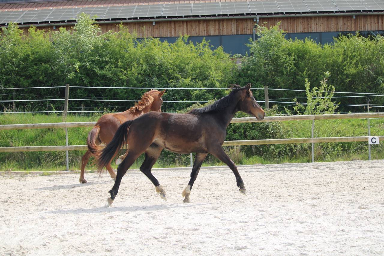 Venezia des Halliers