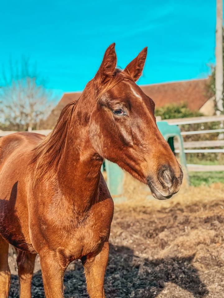 Orph&eacute;e des Halliers