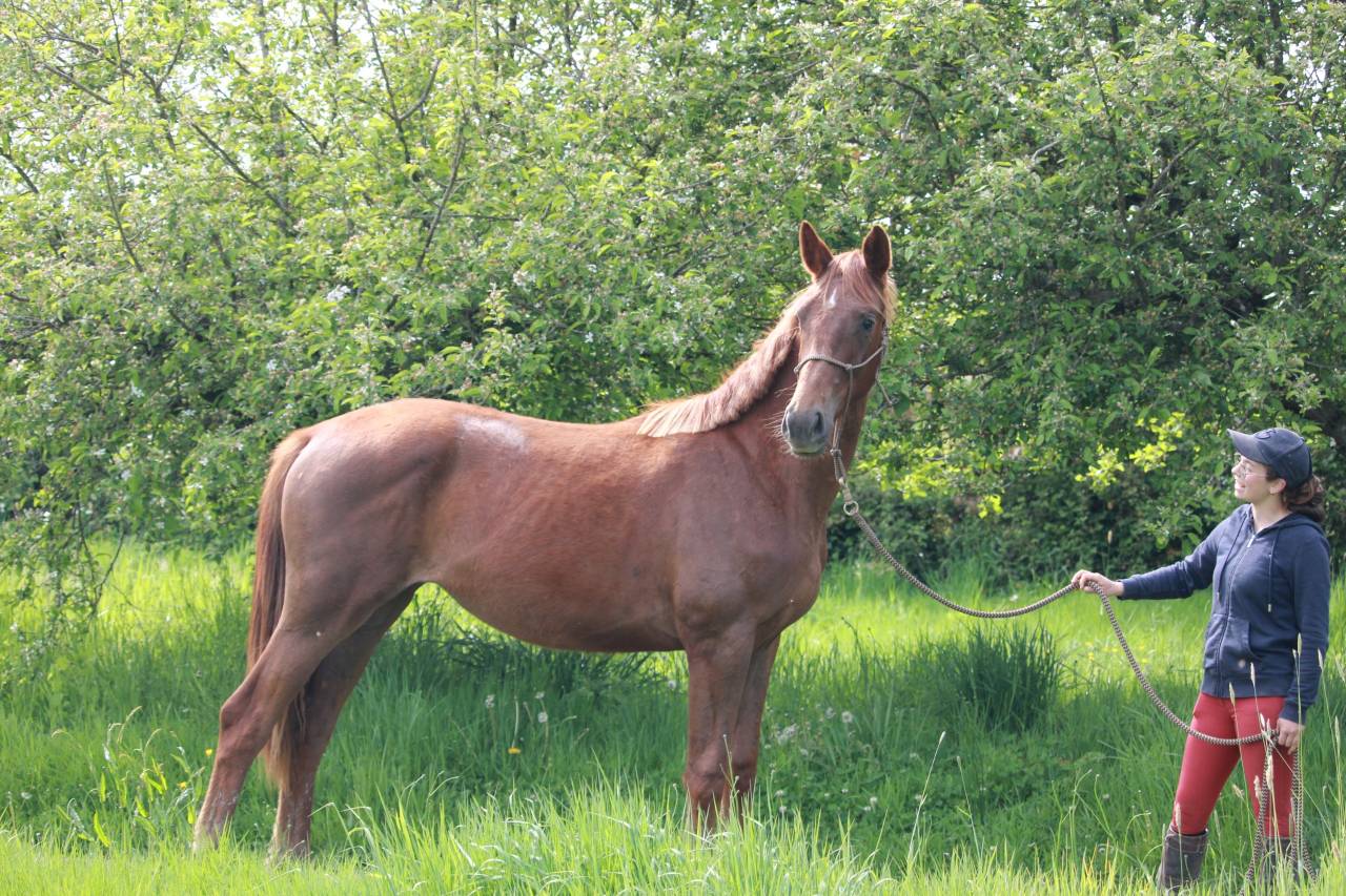 Orph&eacute;e des Halliers