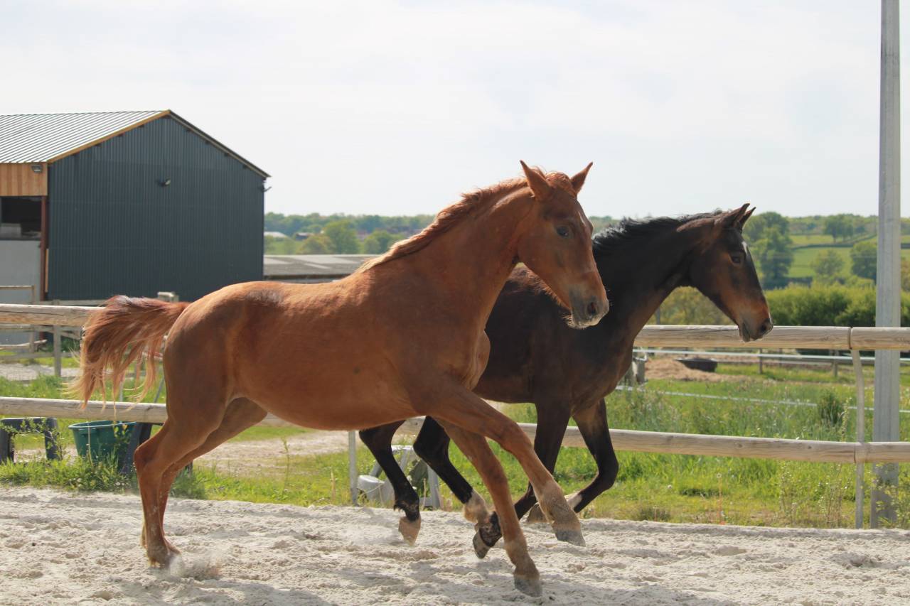 Orph&eacute;e des Halliers