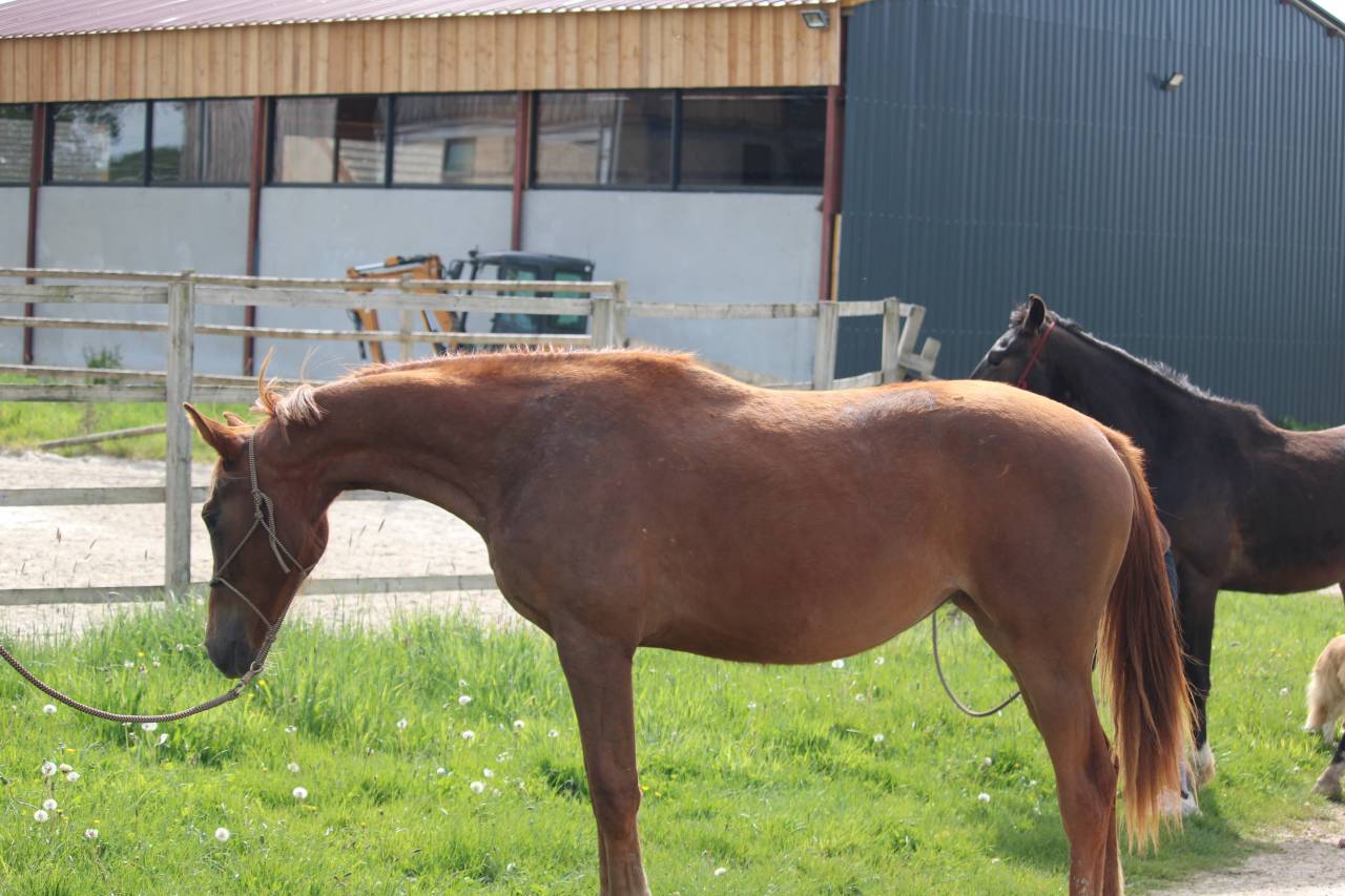 Orph&eacute;e des Halliers