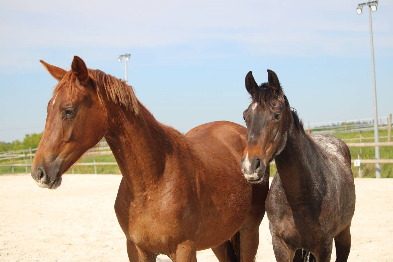 Orph&eacute;e des Halliers