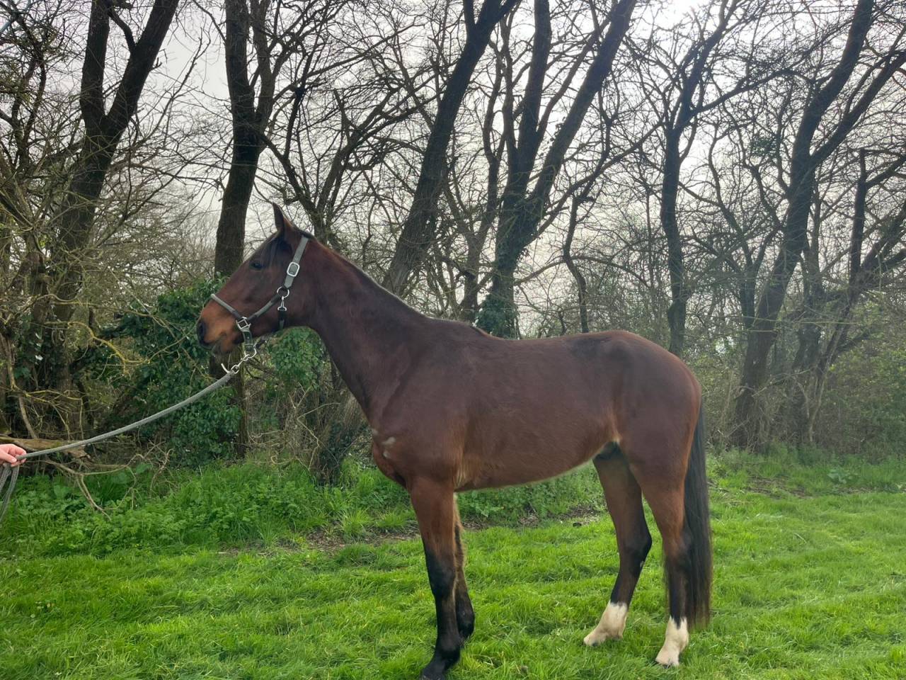 Nathanielo jeune Trotteur 