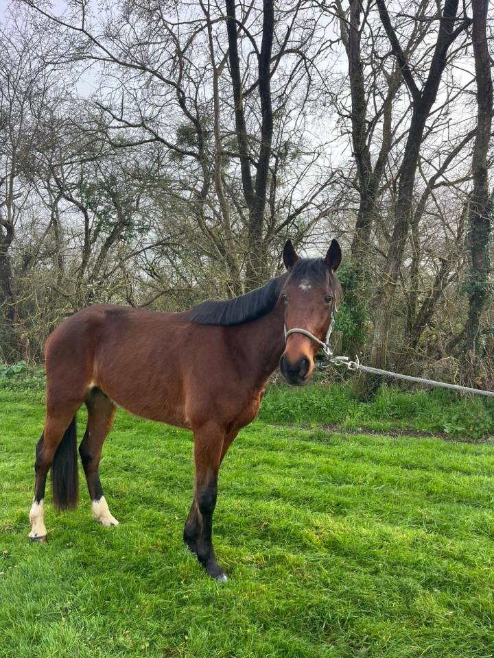 Nathanielo jeune Trotteur 